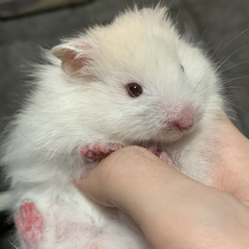 紫色小堇瓜真君