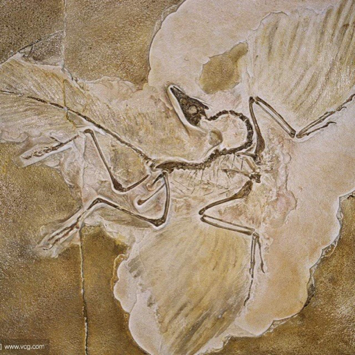 Archaeopteryx_