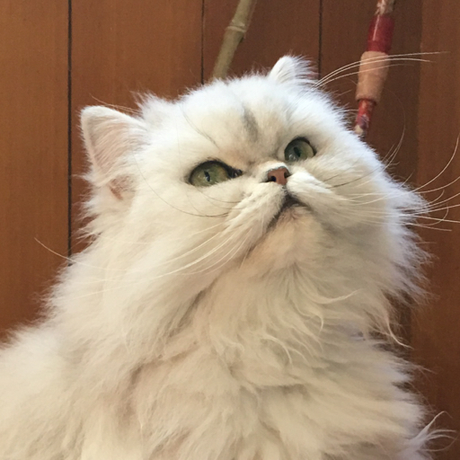 悠闲的微风